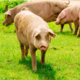 Image of pigs in grass